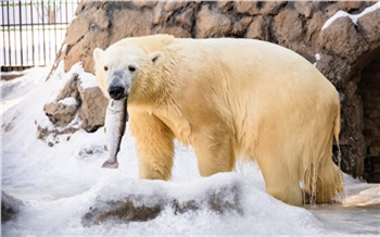 Белые медведи из «Роева ручья» открыли «рыбацкий» сезон
