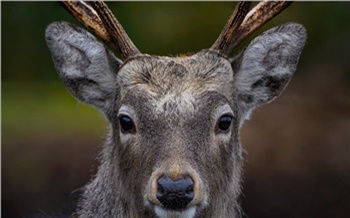 В Новоселовском районе браконьеры попались на убийстве благородного оленя