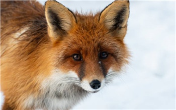 Губернатору Красноярского края предложили ввести карантин из-за бешеной лисы