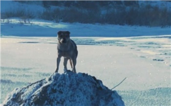 В Минусинске собака на льдине дрейфовала по Енисею: понадобилась помощь спасателей