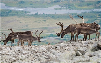 Ученые СФУ подсчитали диких северных лесных оленей в Эвенкии. Авиаучёт популяции не проводили более 20 лет