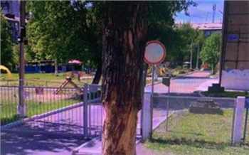 «Они постарели»: жалующимся красноярцам объяснили вырубку деревьев на Горького