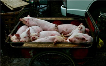 Уничтожено 3 810 голов и 18 тонн мясной продукции: в Красноярском крае справились со вспышкой африканской чумы свиней