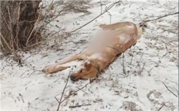 Убийцей собаки в Зеленогорске оказался ее хозяин