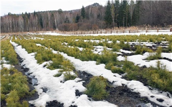 В лесах Красноярского края за 2023 год высадят 16 миллионов сеянцев хвойных деревьев