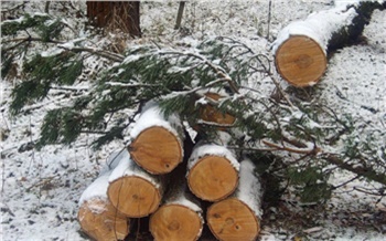 В Красноярском крае объем незаконно заготовленной древесины уменьшился на 30 %