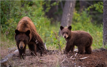 В Красноярском крае браконьеры безжалостно расстреляли двух медведей и похвастались этим в соцсетях: их искали два года