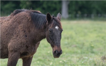 Вспышка инфекционной анемии лошадей произошла на юге Красноярского края