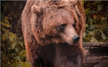 Туристов перестанут пускать в охранную зону Красноярских Столбов из-за проснувшихся медведей