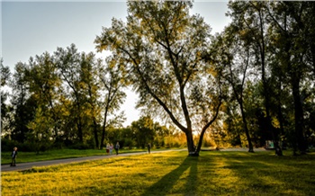 В Красноярске в этом году планируют высадить 1300 деревьев