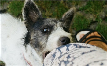 Красноярскую турфирму заставили выплатить компенсацию покусанному собакой клиенту