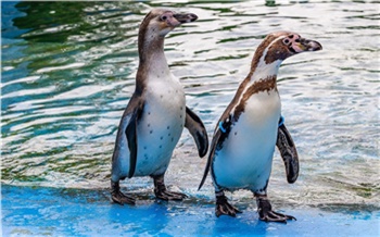 В красноярском «Роевом ручье» пингвины открыли купальный сезон в открытом вольере
