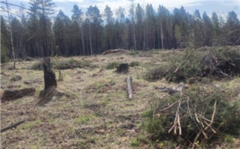 В Красноярском крае вырубили лес на 13,5 миллиона рублей