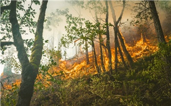 Ситуация с лесными пожарами в Красноярском крае стабилизировалась