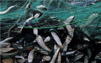 На севере Красноярского края планируют увеличить вылов ценной рыбы
