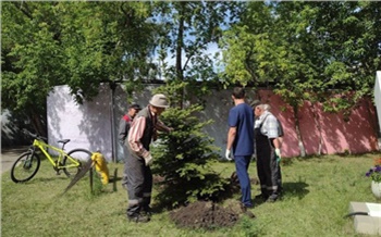 «Рябина, сосна, ель и кизильник»: красноярские экоактивисты высадили деревья в Кировском районе