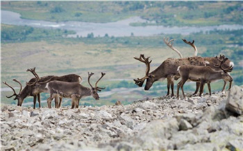 Дикие северные олени в Красноярском крае умеют приспосабливаться к изменениям климата