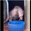 Спасенный в Красноярском крае медведь Диксон умер в московском зоопарке