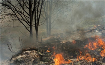 В Красноярском крае неосторожные рыбаки развели костер в лесу и устроили пожар