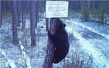 Бурый медведь проверил указатели в заповеднике на севере Красноярского края