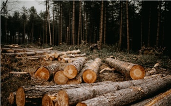 Членов крупнейшей ОПГ по вырубке леса будут судить в Красноярском крае