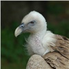 «Это залет!»: орнитологи объяснили причину появления редких птиц на Ямале