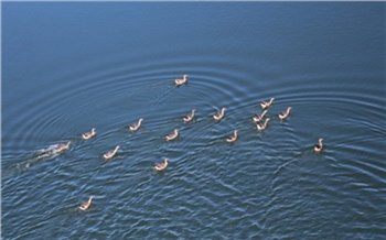 Ученые с помощью «Стерха» изучили популяцию краснокнижных гусей на севере Красноярского края
