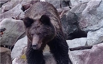 «Рассматривал постройки и нас»: медведь подошел к людям в заповеднике на юге Красноярского края