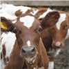 Подсобные хозяйства Красноярского края получили на развитие животноводства почти 119 миллионов рублей 