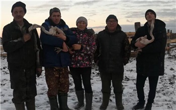 В Сибири спасли несколько замерзающих фламинго