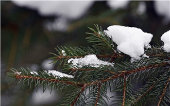 В Красноярском крае за 8 дней нового года выявили 5 случаев незаконной вырубки леса