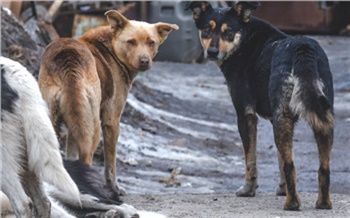В мэрии Красноярска рассказали о положительных результатах работы с бездомными собаками