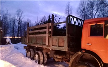 В Каратузском районе «черного лесоруба» поймали на заготовке новогодних елок и выявили другие нарушения