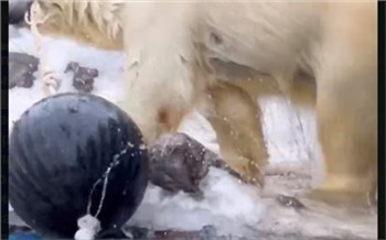 В красноярском «Роевом ручье» белые медведи открыли купальный сезон