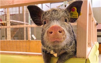 Зоопарк вернул томичке деньги за лечение дочери после укуса свиньи