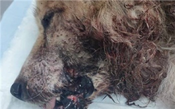 Житель Красноярского края из-за обиды на пса изрезал его ножом