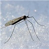 Красноярцев атаковали зимние комары 