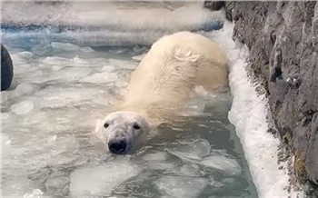 Белые медведи открыли «рыбацкий» сезон в красноярском «Роевом ручье»