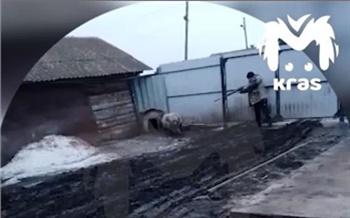 В Красноярском крае мужчина застрелил сидящую на цепи собаку. Полиция проводит проверку