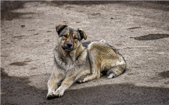 Мэрия Красноярска потратит почти 18 млн рублей на отлов бродячих собак