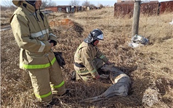 В Шарыпово пожарные дважды спасли попавшую в беду косулю