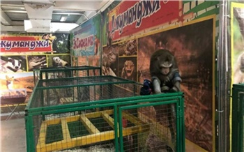 В Красноярске запретили работу местного передвижного зоопарка «Джуманджи»