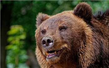 В Красноярском крае медведи вышли из спячки
