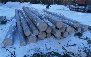 В Красноярском крае глава крестьянского хозяйства вырубил лес на сумму свыше 3,9 млн