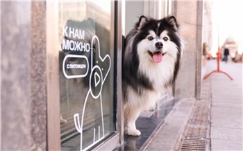 «Можно с животными»: МТС открыла в Красноярском крае свои магазины pet-friendly