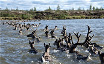 При поддержке Роснефти ученые СФУ провели уникальные исследования миграции диких северных оленей на Таймыре