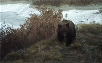 «Лакомятся муравьями и травой»: на юге Красноярского края проснулись медведи