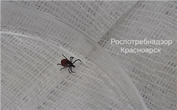 В Красноярском крае запустили «горячую линию» по профилактике энцефалита