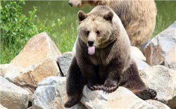Медведь украл фотоловушку в заповеднике на севере Красноярского края