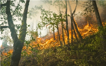 В Красноярском крае огнеборцы за сутки потушили 13 лесных пожаров